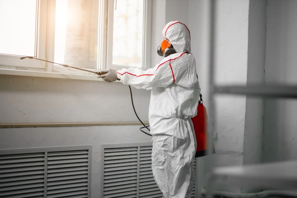 Professional mold remediation services in Rancho Palos Verdes, CA